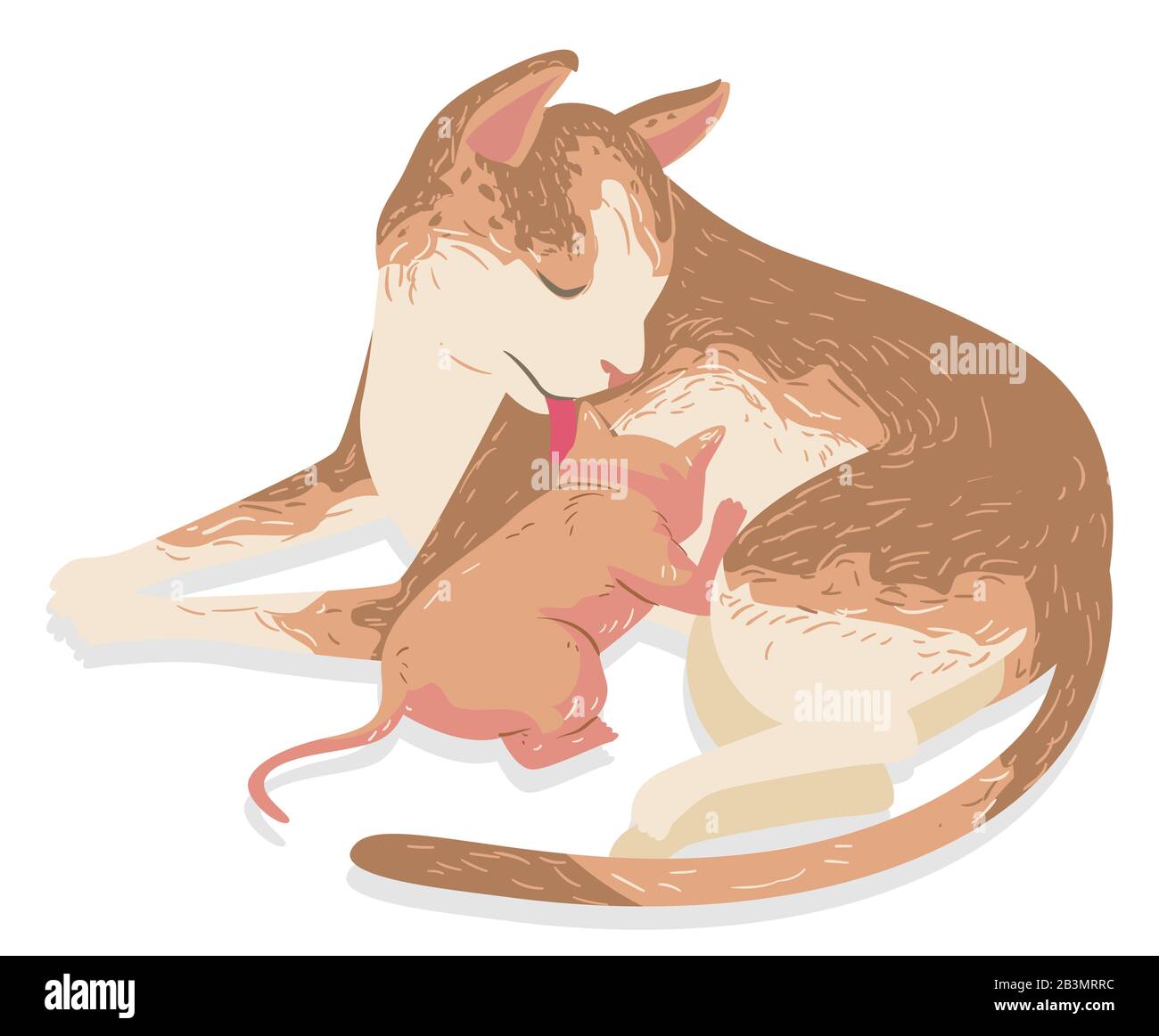 Illustration of a Cat Licking Her Breastfeeding Kitten Stock Photo
