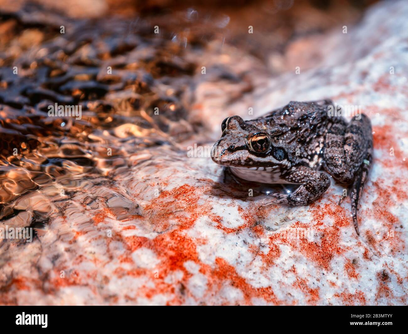 A Cape River Frog sits on a white and orange speckled boulder in a stream, the water swirling and bubbling around it Stock Photo