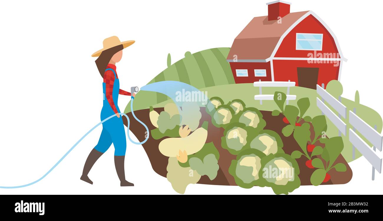 Vegetable farming flat illustration. Female farmer watering field, garden  with hose cartoon character. Vegetable crop plants cultivation. Countryside  Stock Vector Image & Art - Alamy