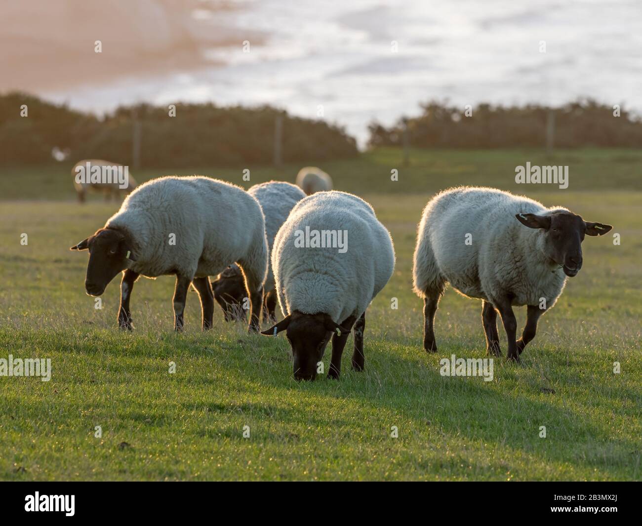 Suffolk Sheep ewes back lit by rising sun on Seaford Head in East Sussex. Stock Photo