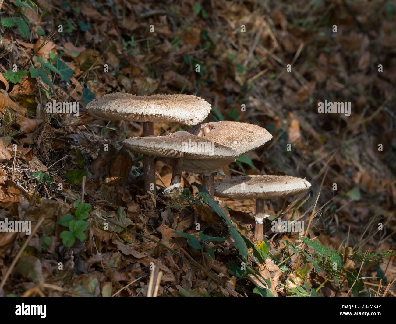Fungi on Roadside Verge Stock Photo