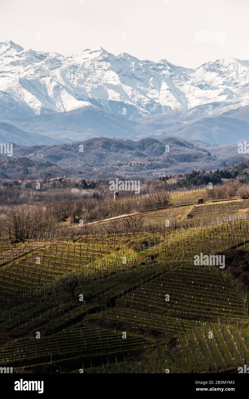 Wineyards in Gattinara, Italy Stock Photo