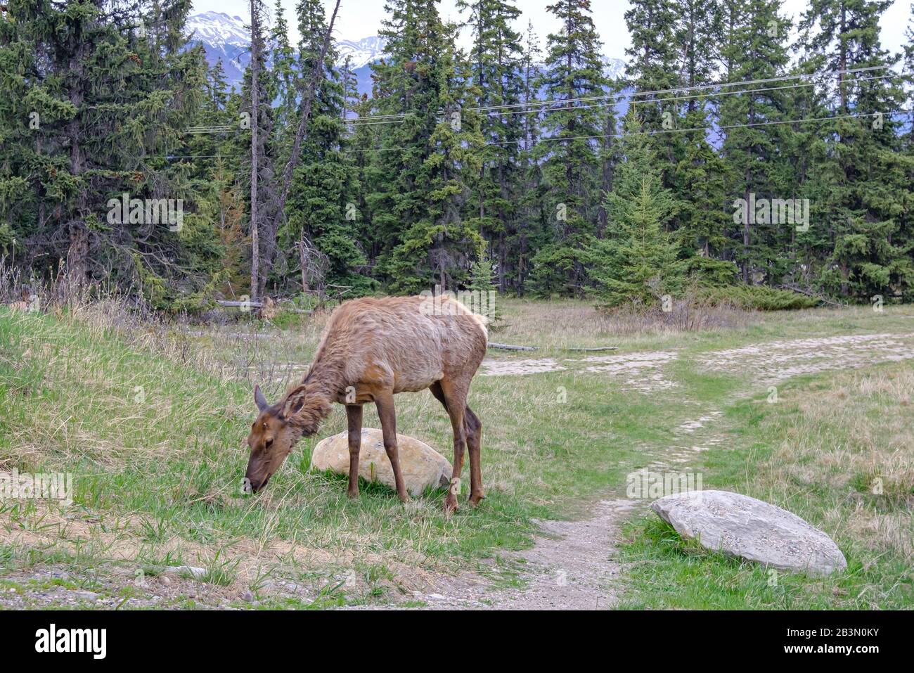 One mule deer grazing in Jasper National Park, Canadian Rockies, Alberta, Canada. Stock Photo