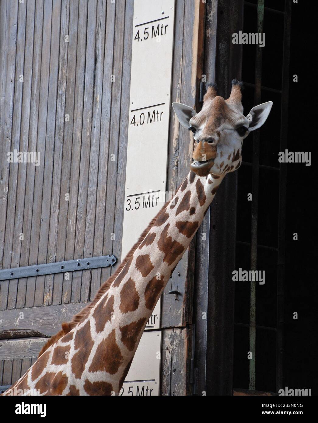 Rothschilds giraffe at Chester Zoo Stock Photo