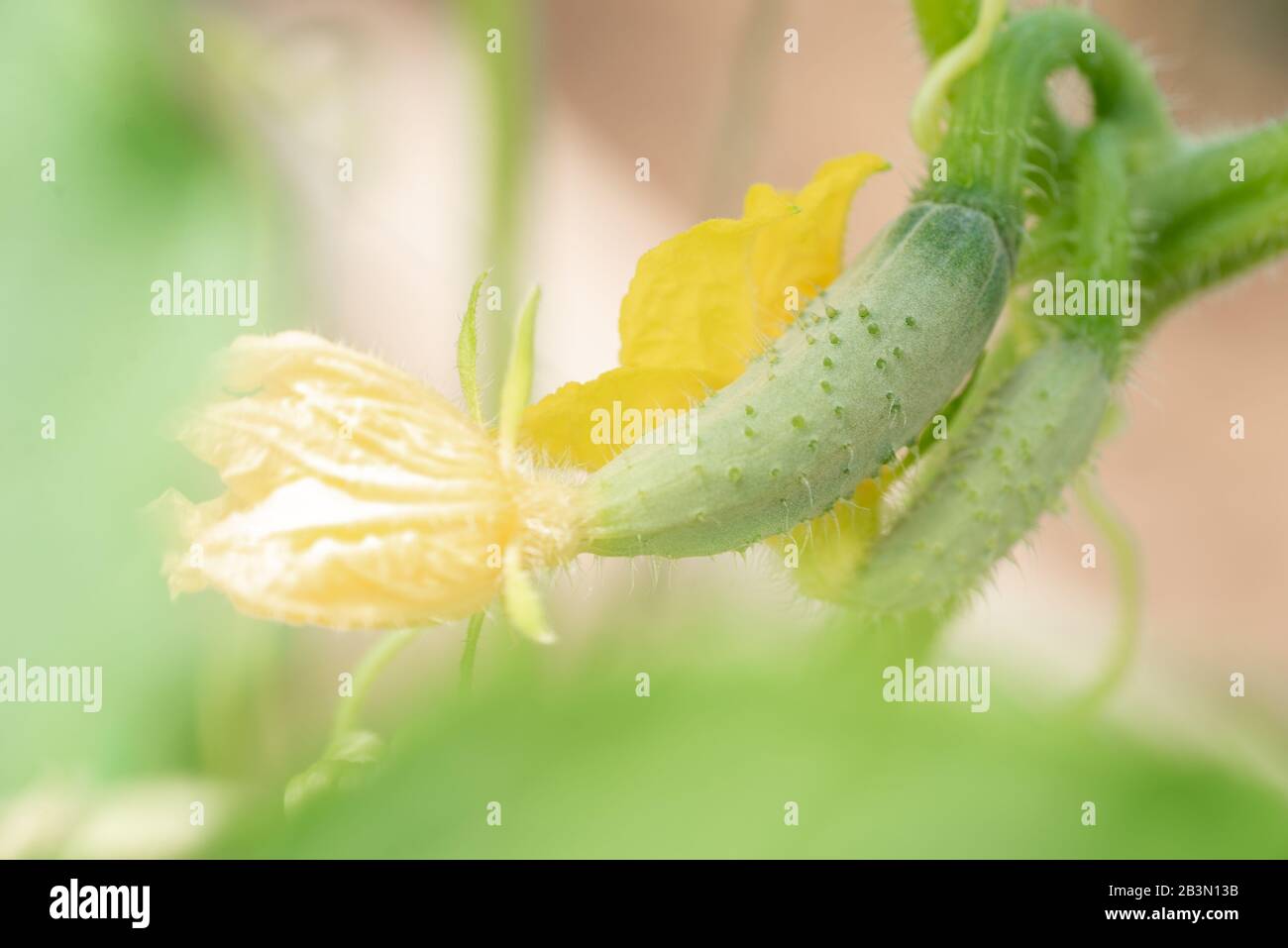 Fruits of young green cucumbers, ovaries of fruits with a flower in the