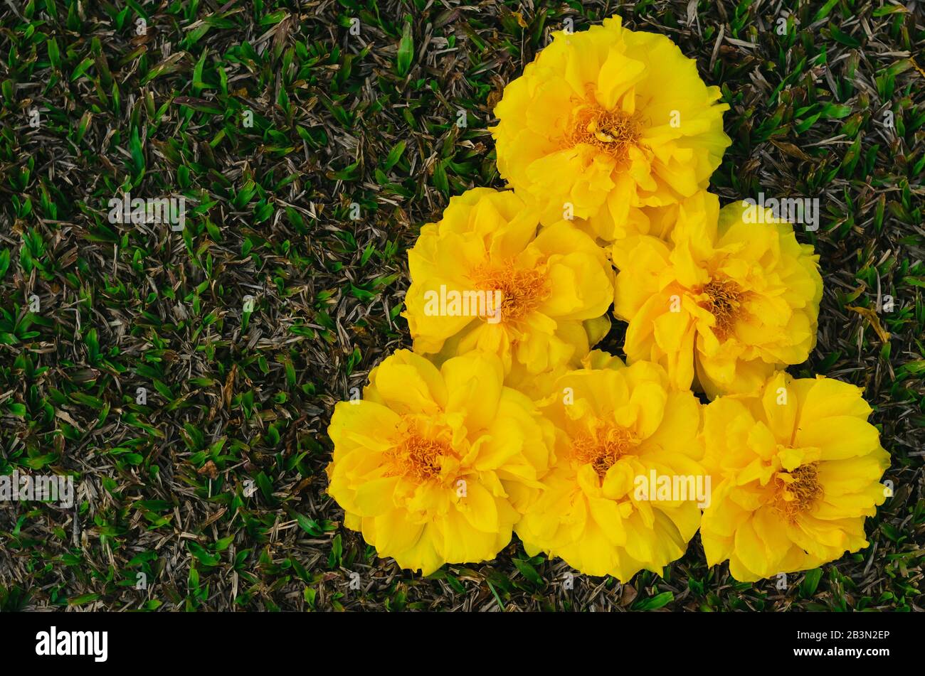 Cochlospermum regium or Yellow Cotton Tree flowers drop on the floor for spring flower concept. Stock Photo