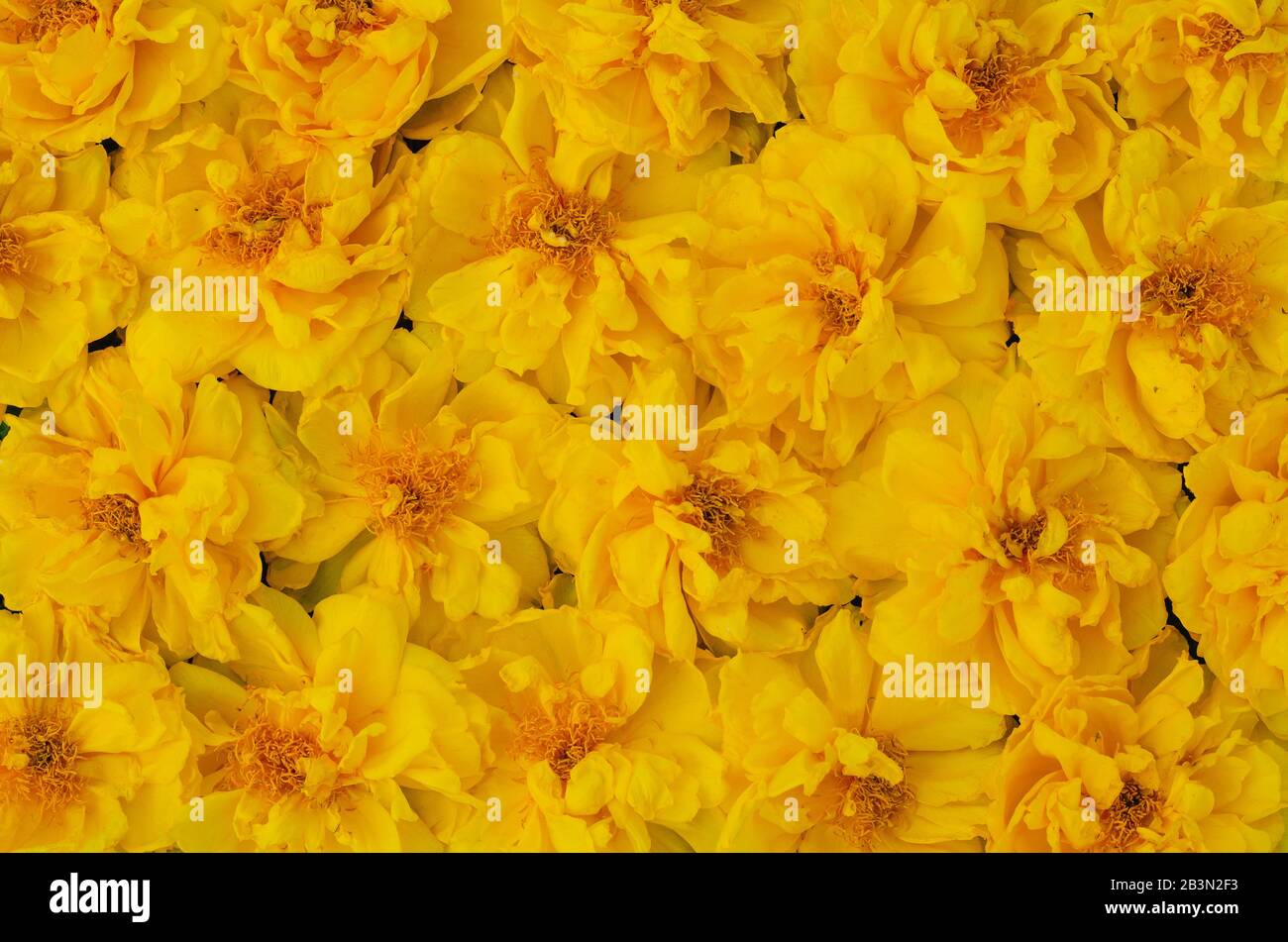 Cochlospermum regium or Yellow Cotton Tree flowers drop on the floor for spring flower concept. Stock Photo
