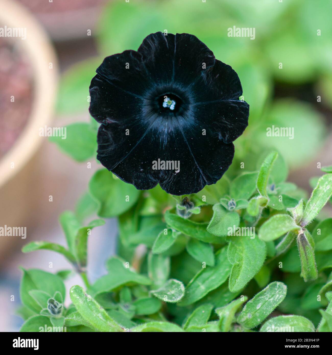 Close up of a single blooming black flower of the Black Velvet Petunia plant. Photographed in Israel in February Stock Photo