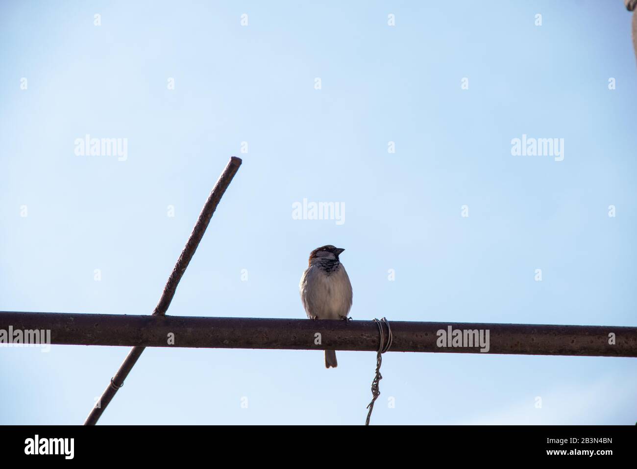One sparrow sits on a pipe on the background of a blue spring sky with copyspace Stock Photo