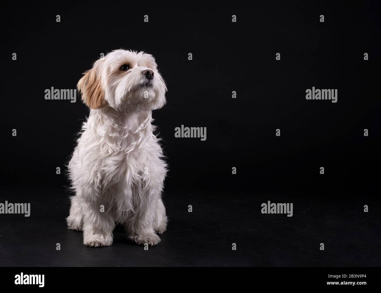 white haired maltese dog bichon facing forward against a black