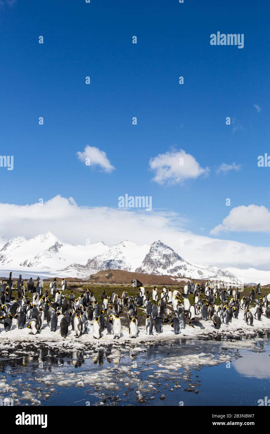 Adult king penguins (Aptenodytes patagonicus) at breeding colony at Salisbury Plain, South Georgia Island, Polar Regions Stock Photo