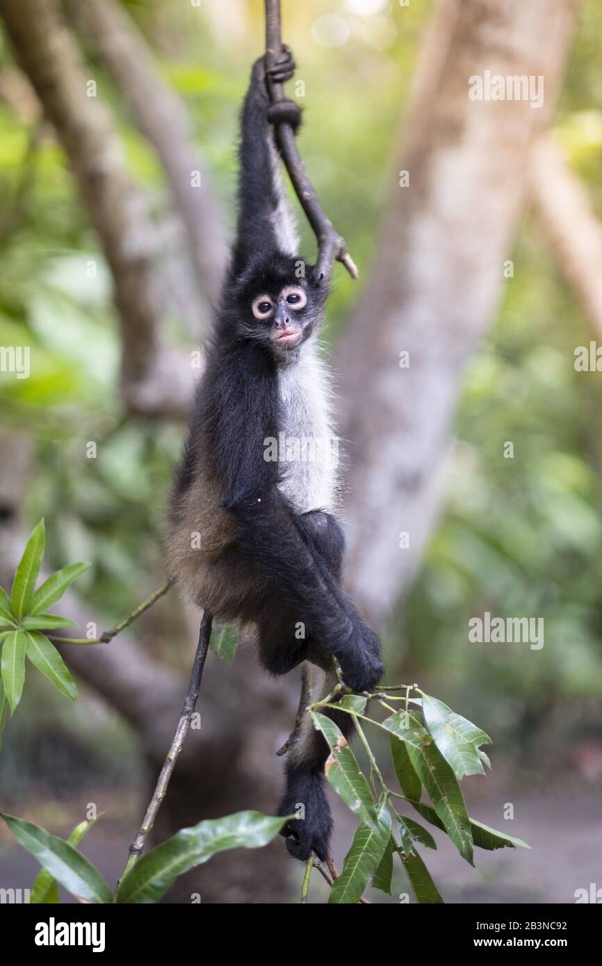 Critically Endangered Nicaraguan sub-species of the Black-handed (Geoffroy's) spider monkey (Ateles geoffroyi geoffroyi), El Salvador, Central America Stock Photo