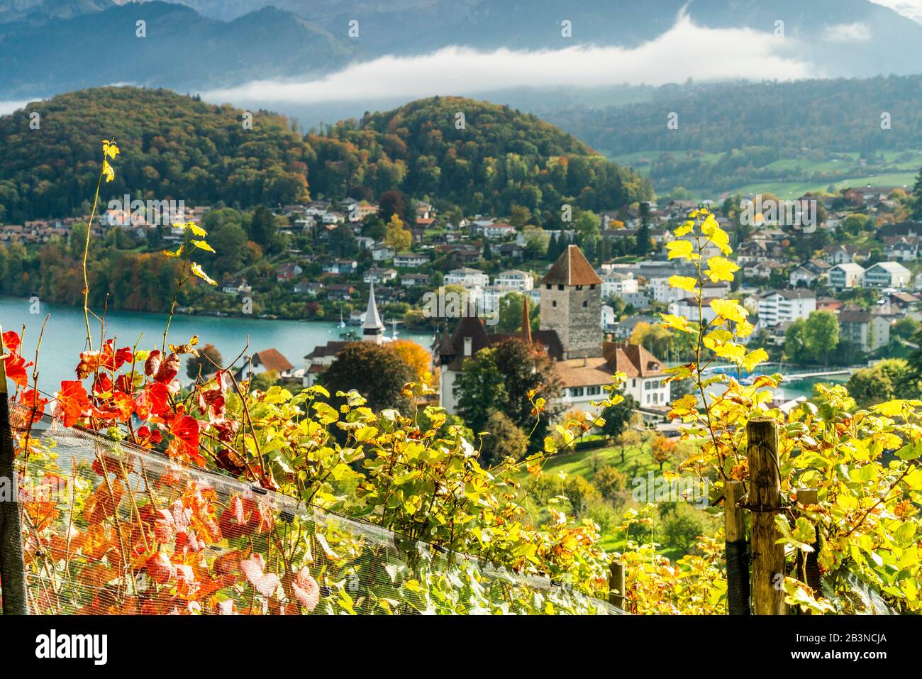 Spiez vineyard hires stock photography and images Alamy