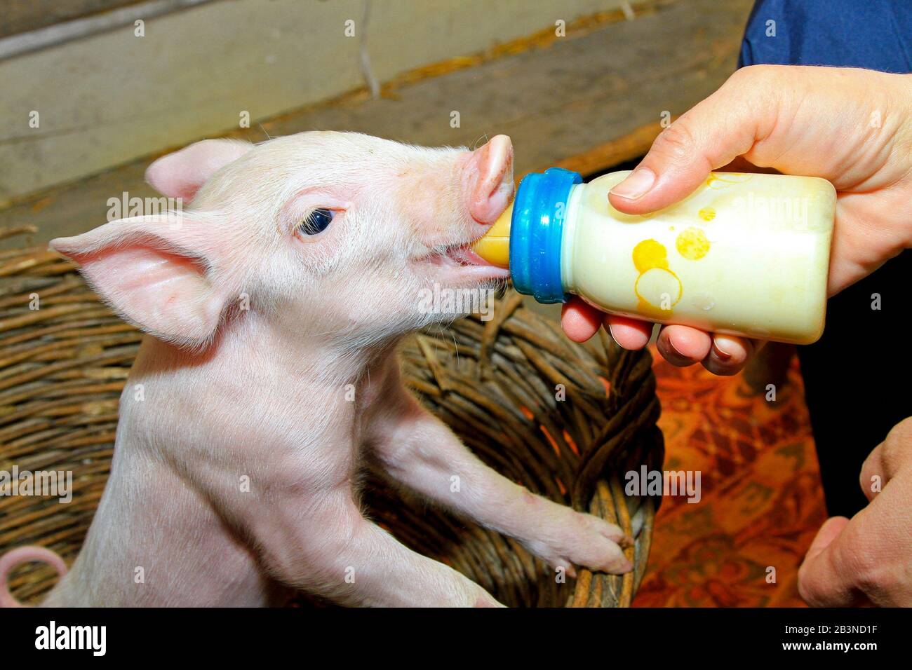 Чем кормить свиней для быстрого. Бутылочки для кормления поросят. Кормление свиней. Поросенок с бутылочкой.
