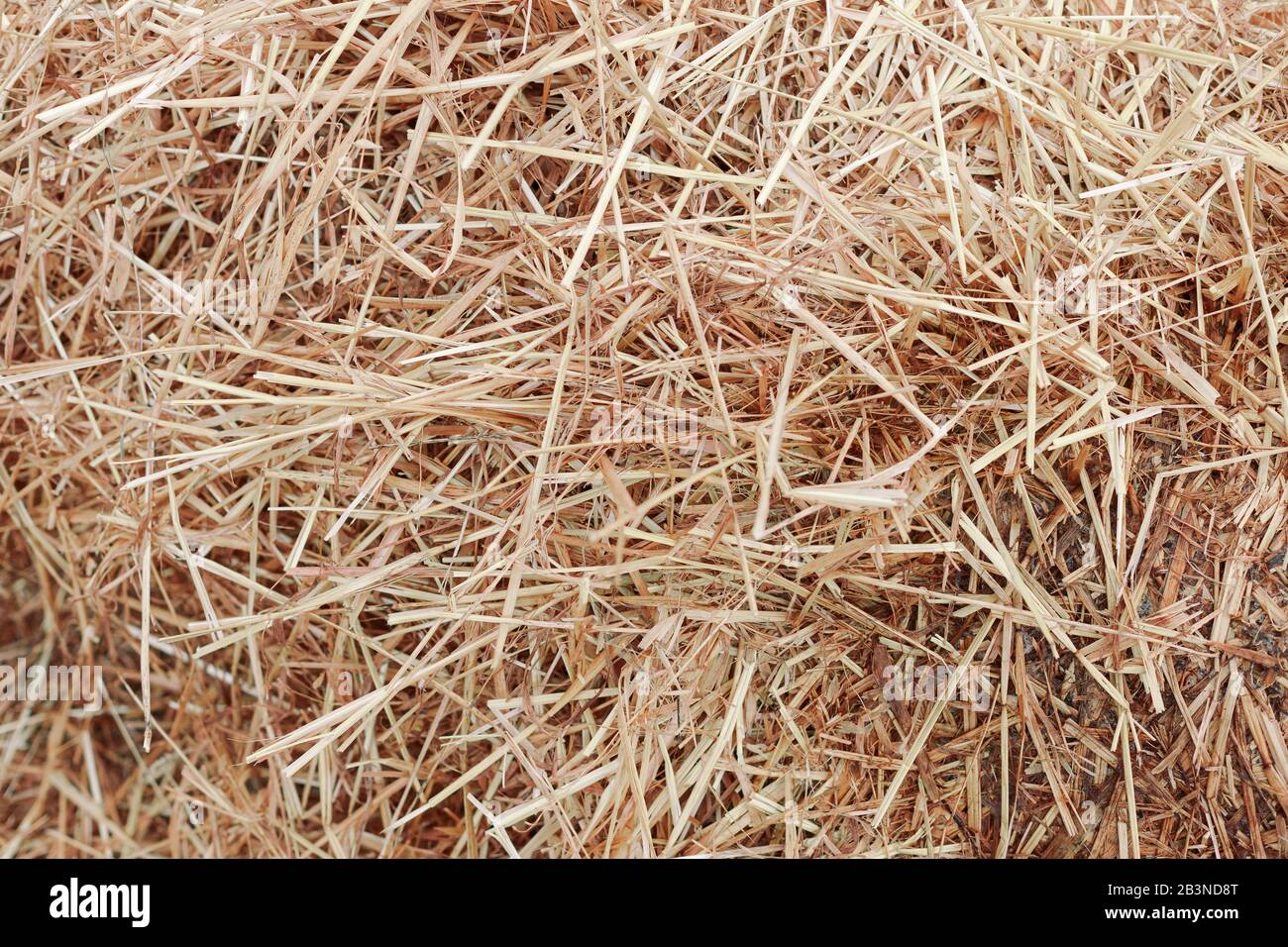 A Big Pile of Old Yellow Hay Straws on the Ground Hay. Hay Bails. Seamless  Texture Hay, Straw. Hay Background. Straw Stock Photo - Image of natural,  harvest: 208830216