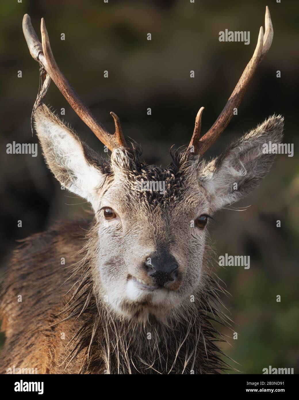 Smiling young red deer stag, Glencoe, Scottish Highlands, Scotland, United Kingdom, Europe Stock Photo