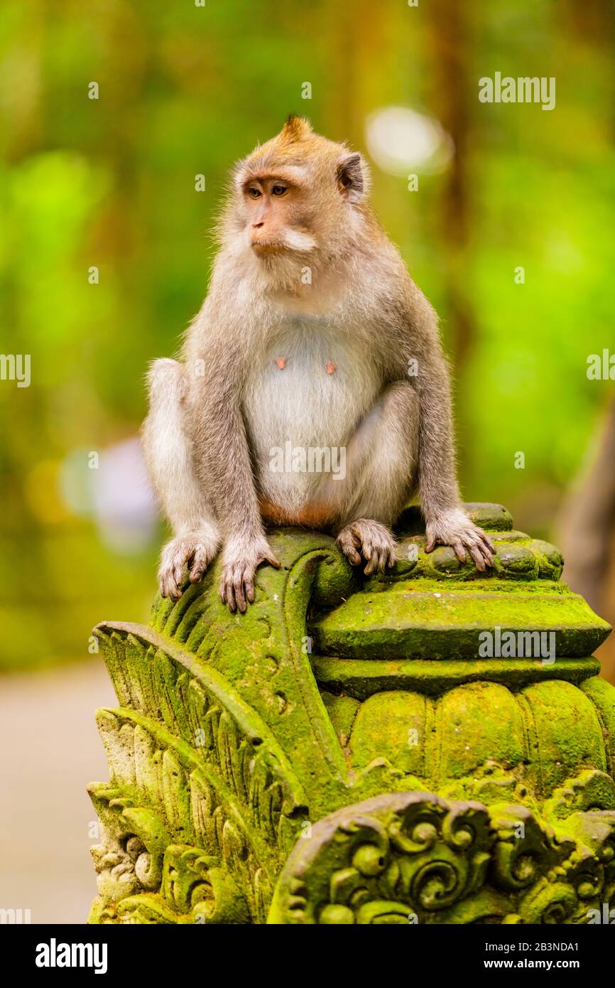 Monkey at the Sacred Monkey Forest, Ubud, Bali, Indonesia, Southeast Asia, Asia Stock Photo