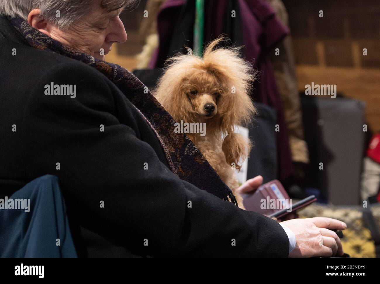 A toy poodle sits on its owner lap at the Birmingham National Exhibition Centre (NEC) during the first day of the Crufts Dog Show. Stock Photo