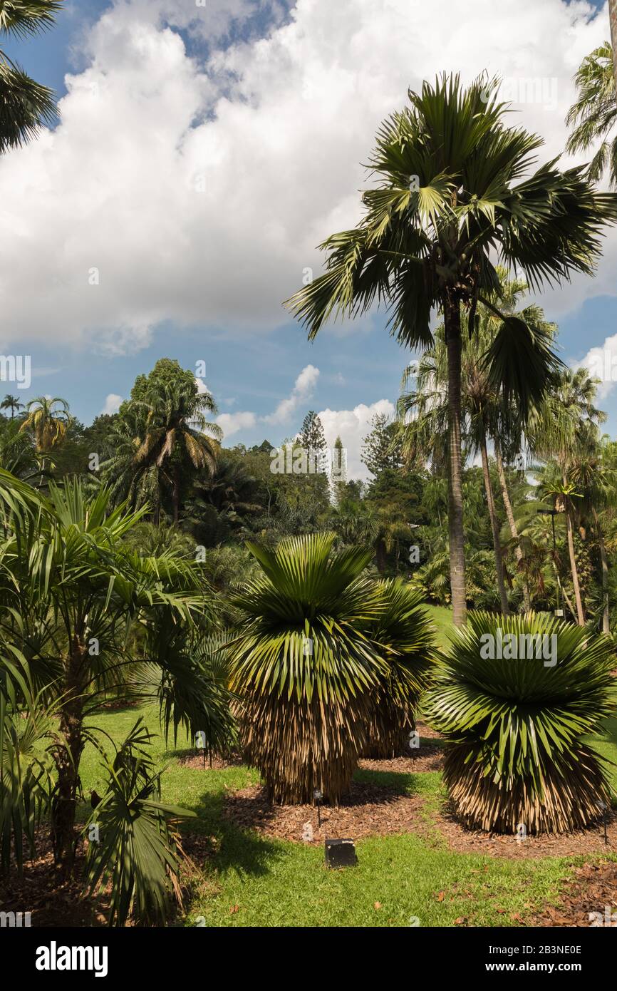 Palm trees, Singapore Botanic Gardens Stock Photo Alamy