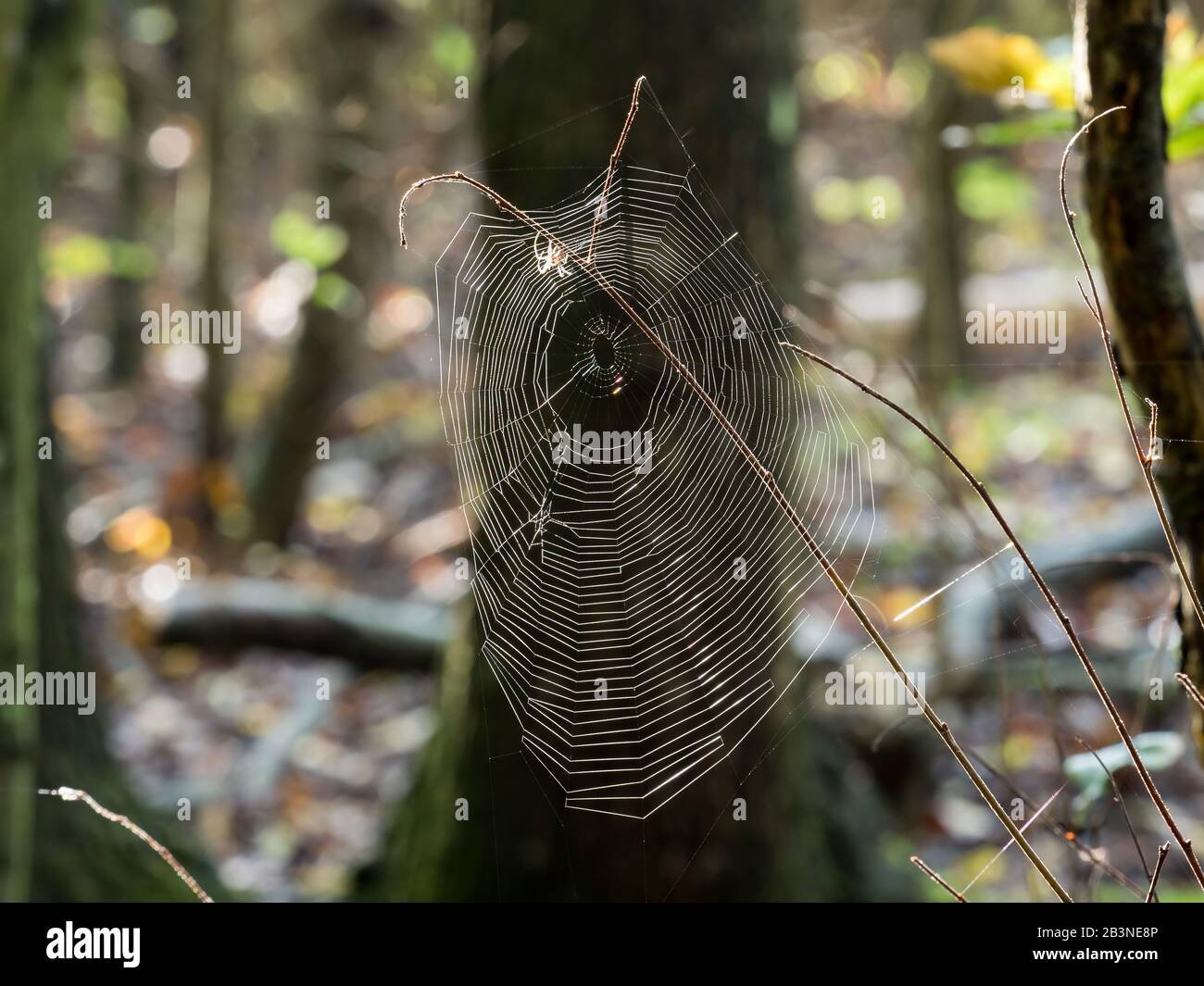 Spider web backlit by sun, with spider at top of web Stock Photo - Alamy