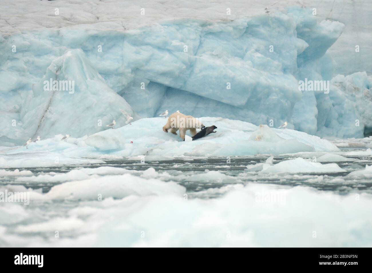 Polar bear on sea ice hunting a seal, Nunavut and Northwest Territories, Canada, North America Stock Photo