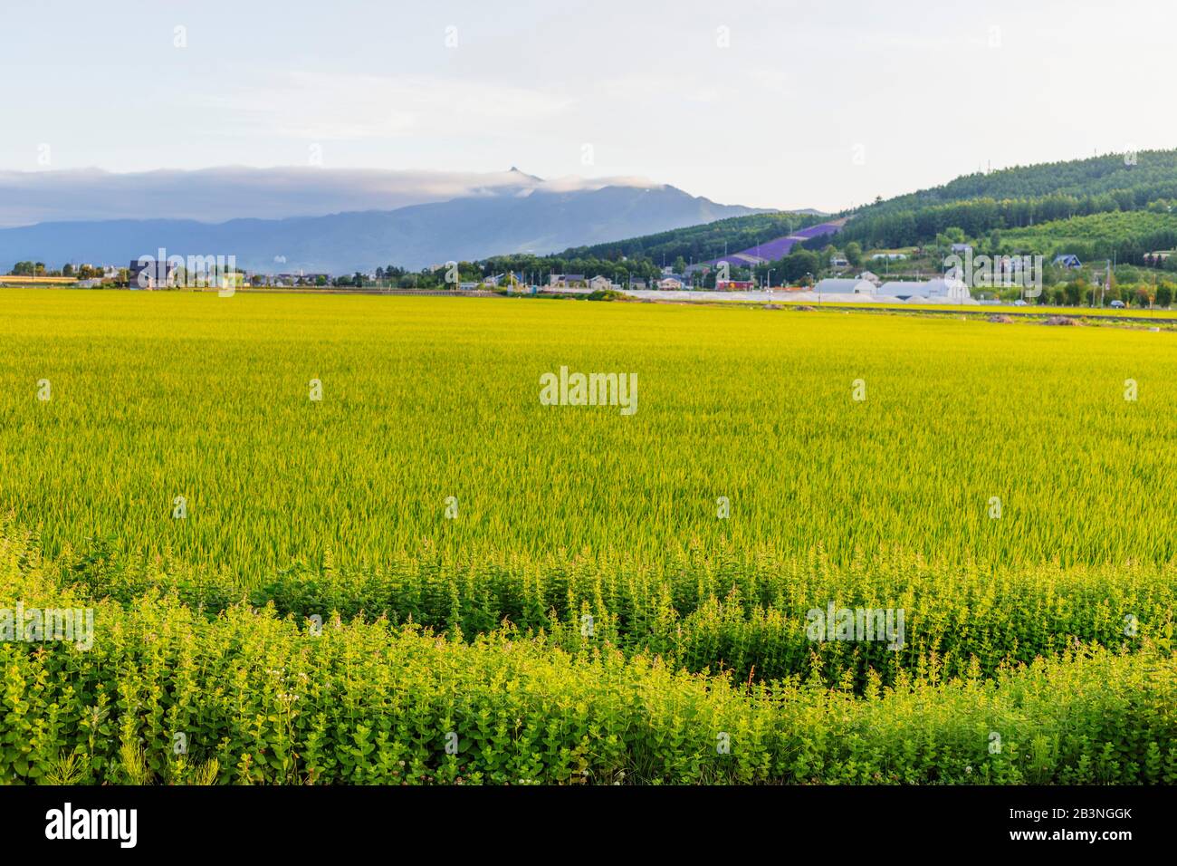 Rice fields, Furano, Hokkaido, Japan, Asia Stock Photo