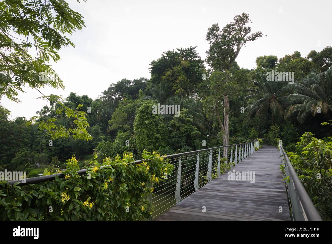 Learning forest hi-res stock photography and images - Alamy