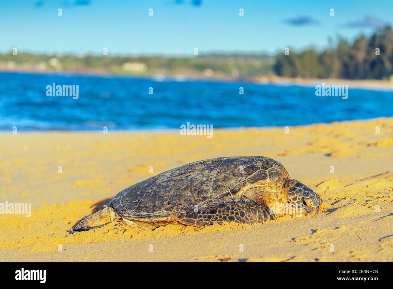 Greenback turtle (Chelonia mydas) on Baldwin Beach, Maui Island, Hawaii, United States of America, North America Stock Photo