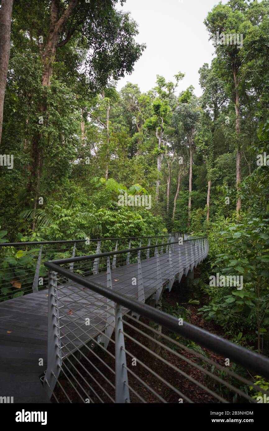Learning forest, Singapore Botanic Gardens Stock Photo - Alamy