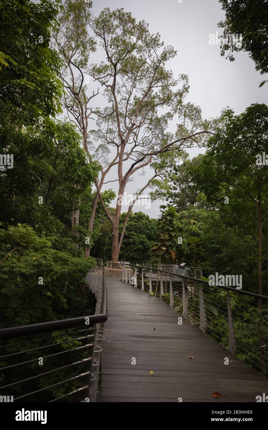 Singapore Botanic Gardens Learning Forest High Resolution Stock ...
