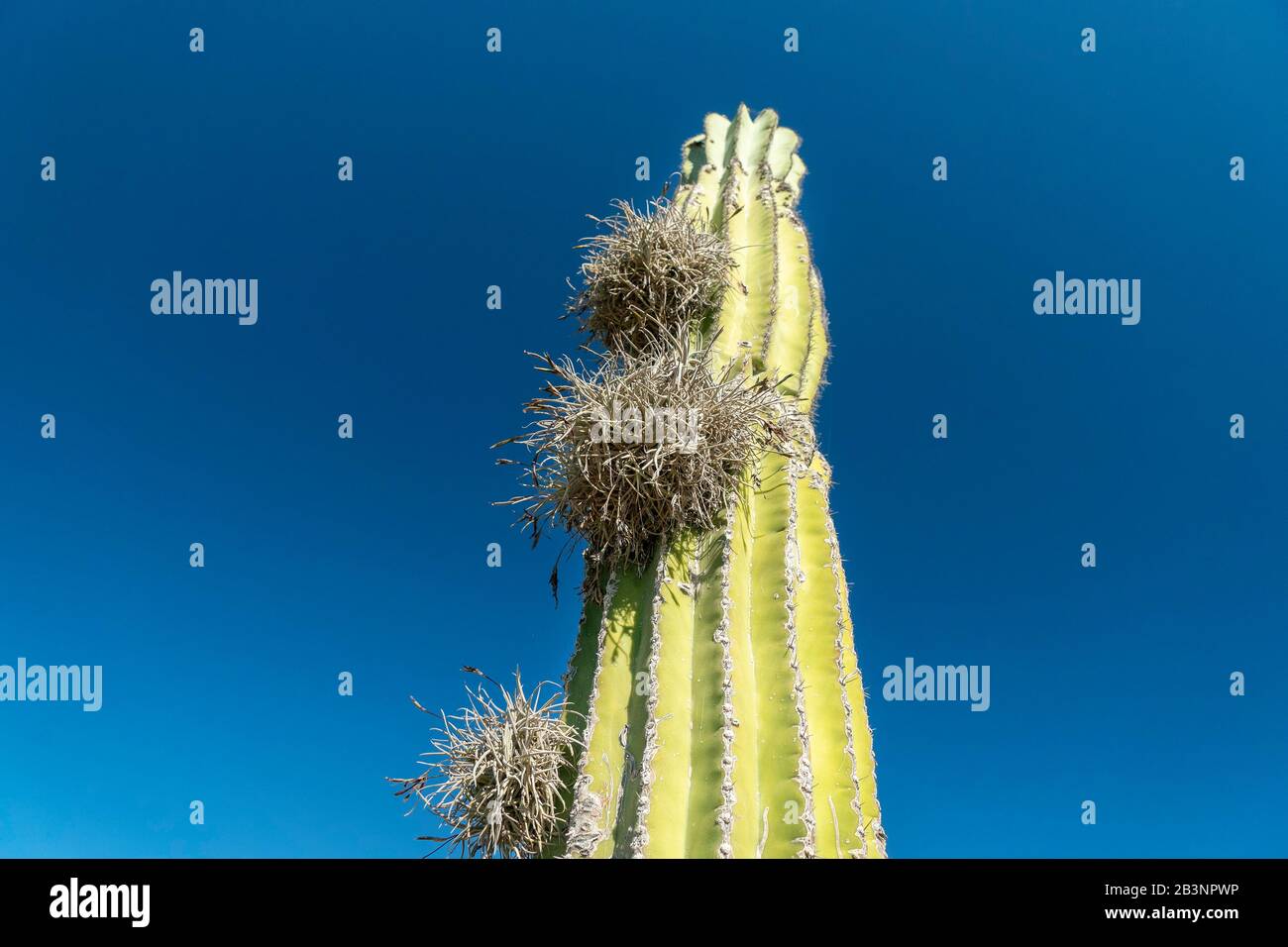 Tillandsia recurvata aerial Plant growing on cactus in Baja California Sur Mexico Stock Photo