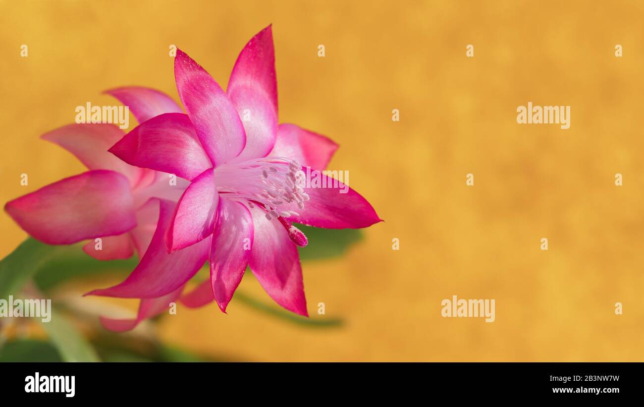 On a blurry yellow background close-up of the pink flower schlumbergera. Focus on petals, pollen and stamen plants. Free space under the text. Stock Photo