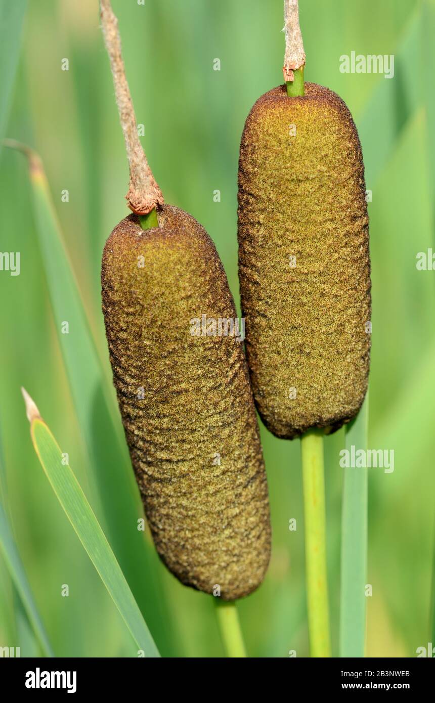 Common Cattail or Common Bulrushes Typha latifolia aka  Broadleaf Cattail, Great Reedmace, Cat-o'-nine-tails, Cooper's Reed or Cumbungi Stock Photo