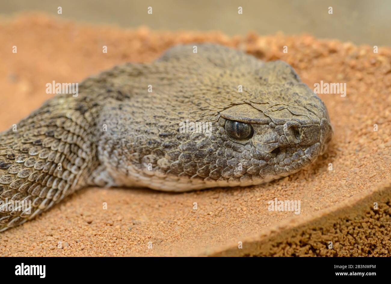 detailed portrait of a rattle snake in zoo Stock Photo