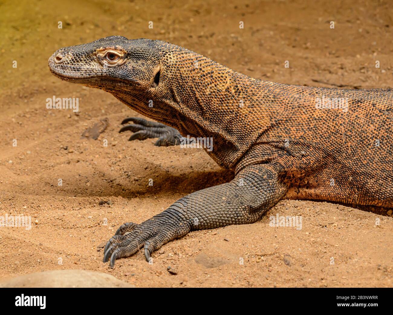portrait of komodo dragon monitor lizard, in zoo Stock Photo
