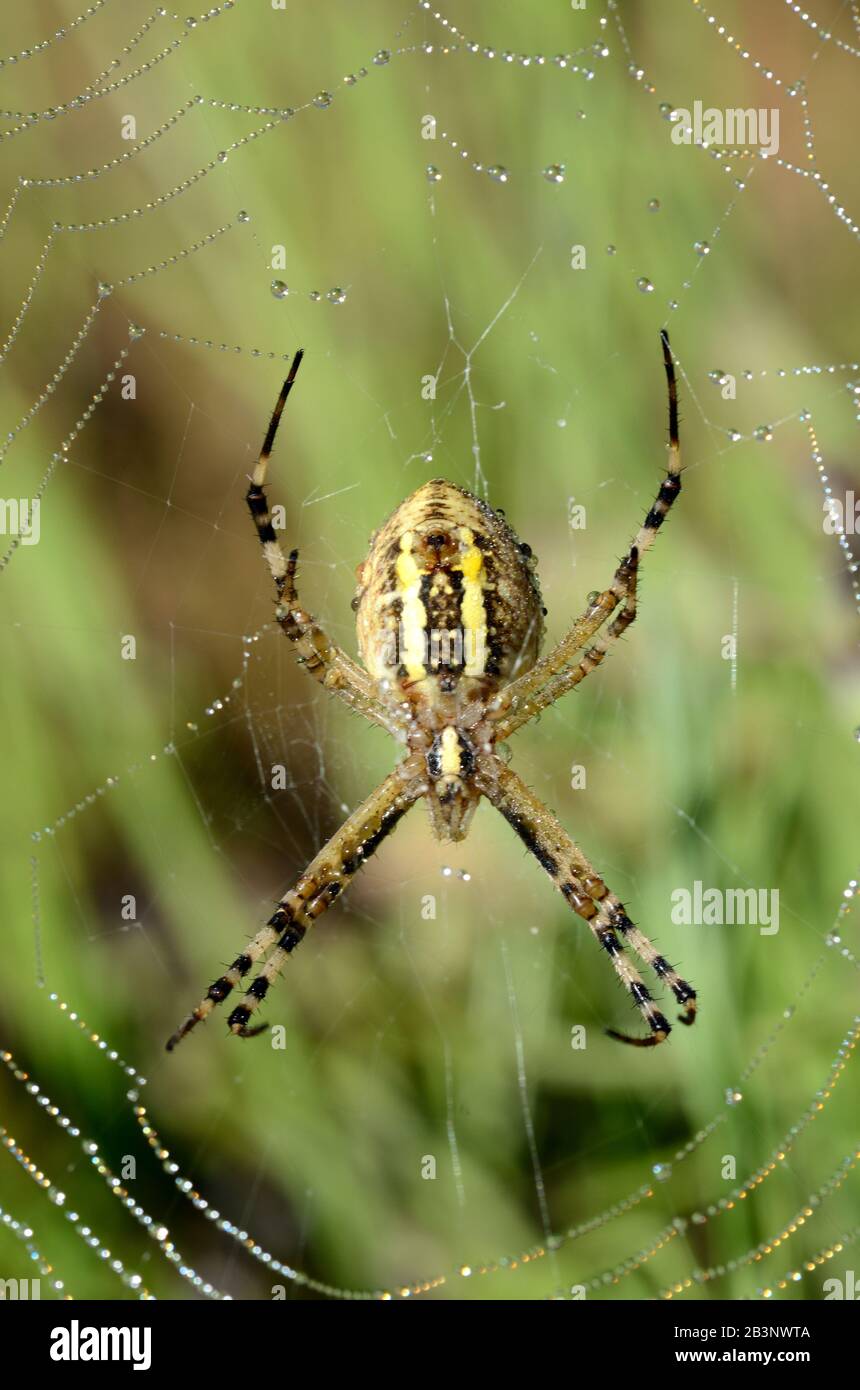 Orb Spider, Orb Web Spider, Orb-Weaver Spider or Wasp Spider, Argiope bruennichi, Female, in Spider's Web Stock Photo