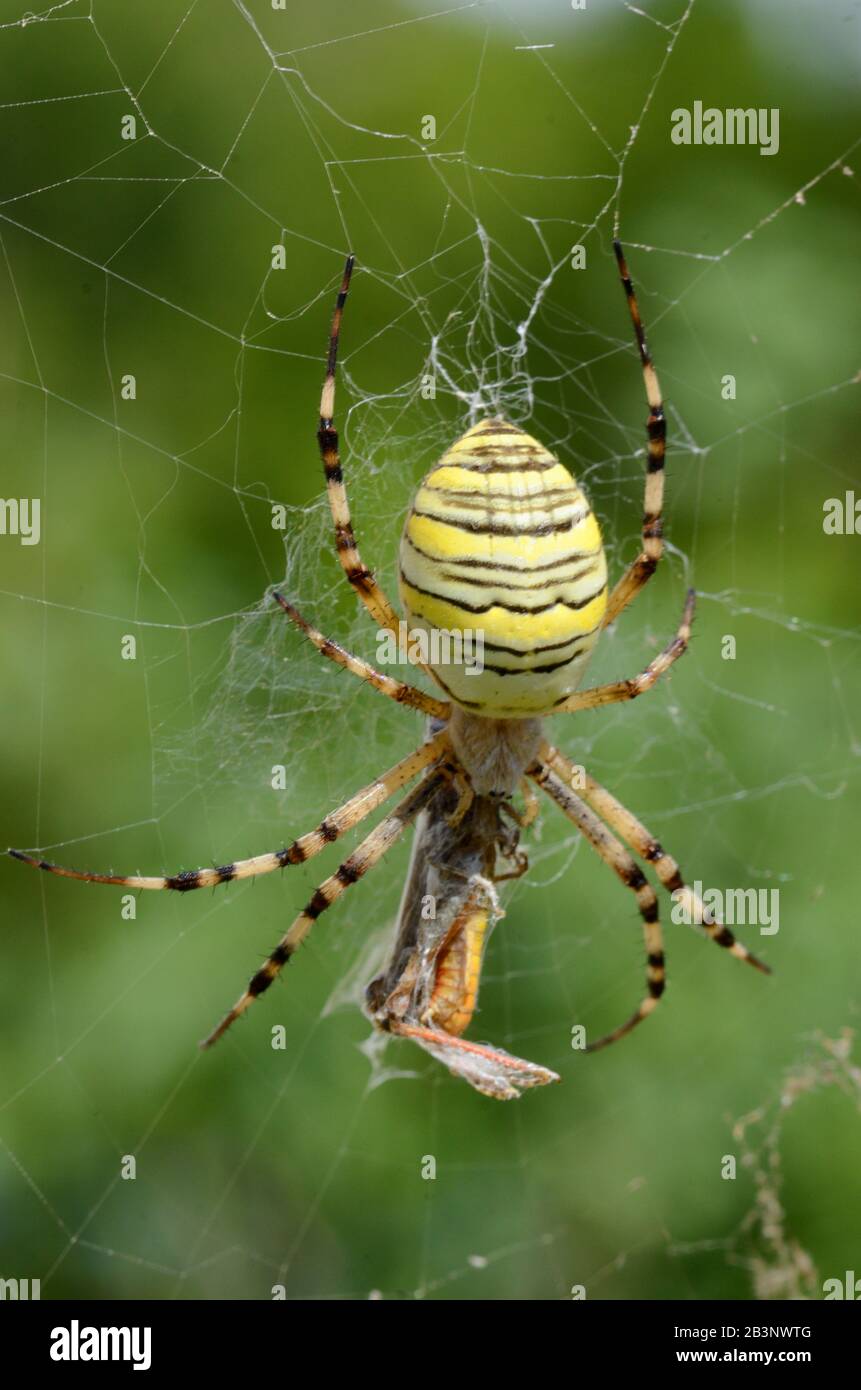 Orb Spider, Orb Web Spider, Orb-Weaver Spider or Wasp Spider, Argiope bruennichi, Female, in Spider's Web Eating Prey Stock Photo