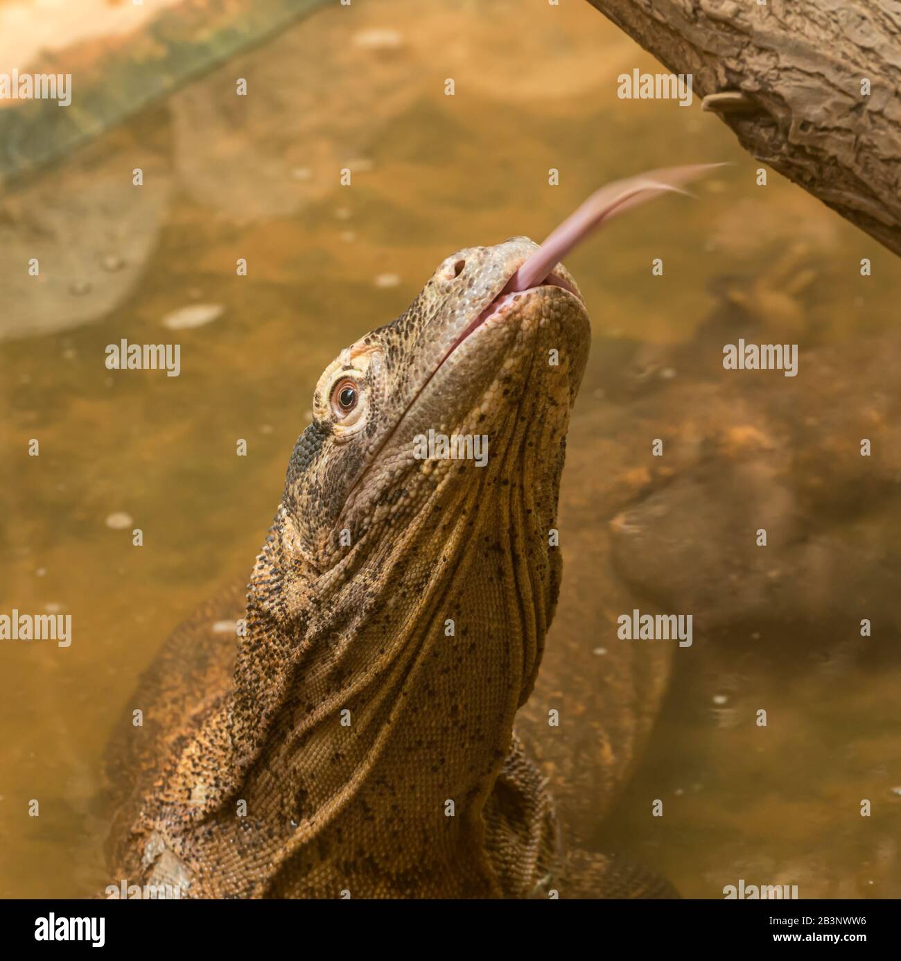portrait of komodo dragon monitor lizard with head elevated and tongue out in zoo Stock Photo