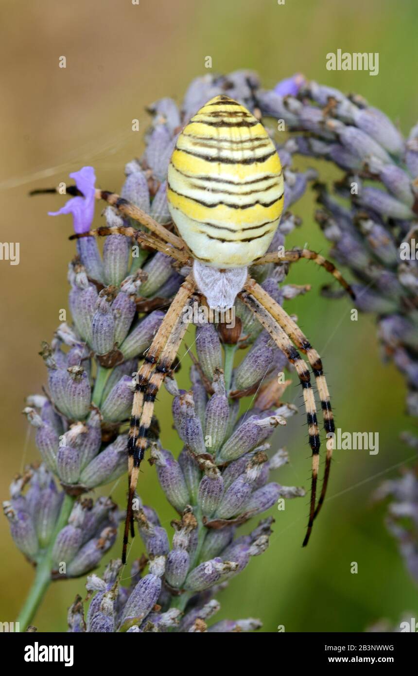 Orb Spider, Orb Web Spider, Orb-Weaver Spider or Wasp Spider, Argiope bruennichi, Female, on Lavender Flowers Stock Photo