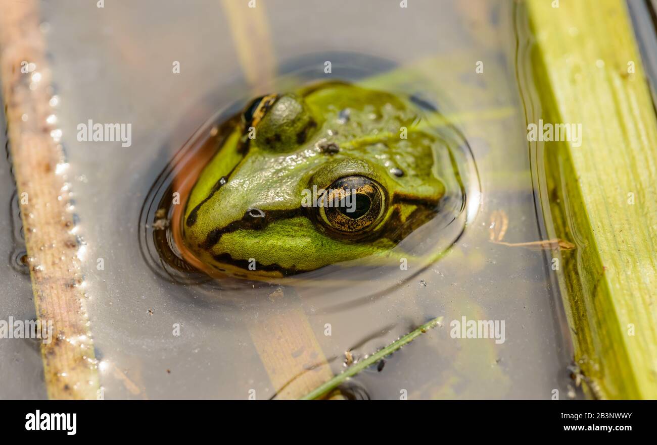 portrait of common grass frog head up from the water, wild Stock Photo