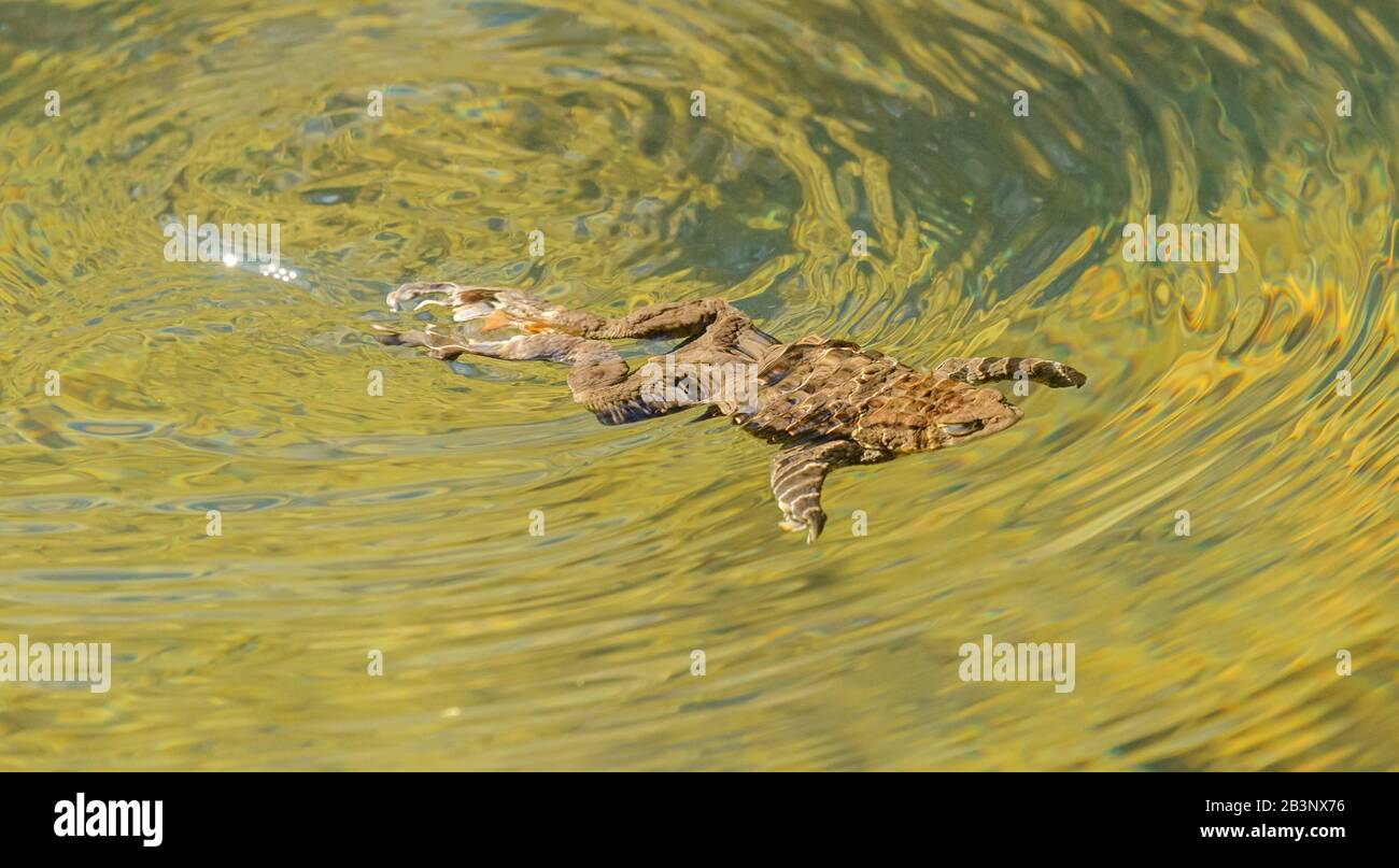toad frog swimming in clear water under the water surface, wild Stock Photo
