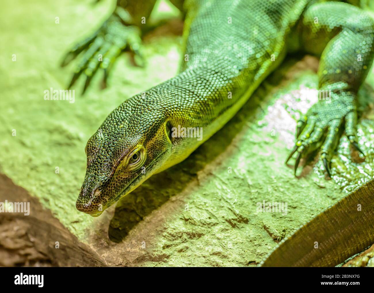 small monitor lizard portrait laying on rock in zoo Stock Photo Alamy