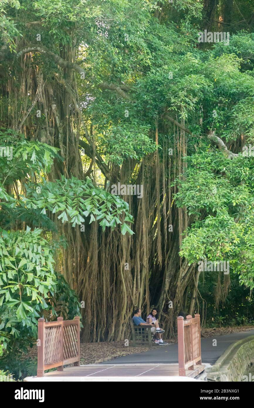 Heritage trees, Singapore Botanic Gardens Stock Photo Alamy