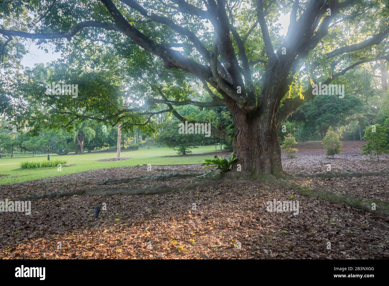 Heritage trees, Singapore Botanic Gardens Stock Photo