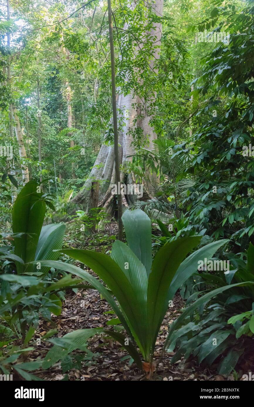 Heritage trees, Singapore Botanic Gardens Stock Photo Alamy