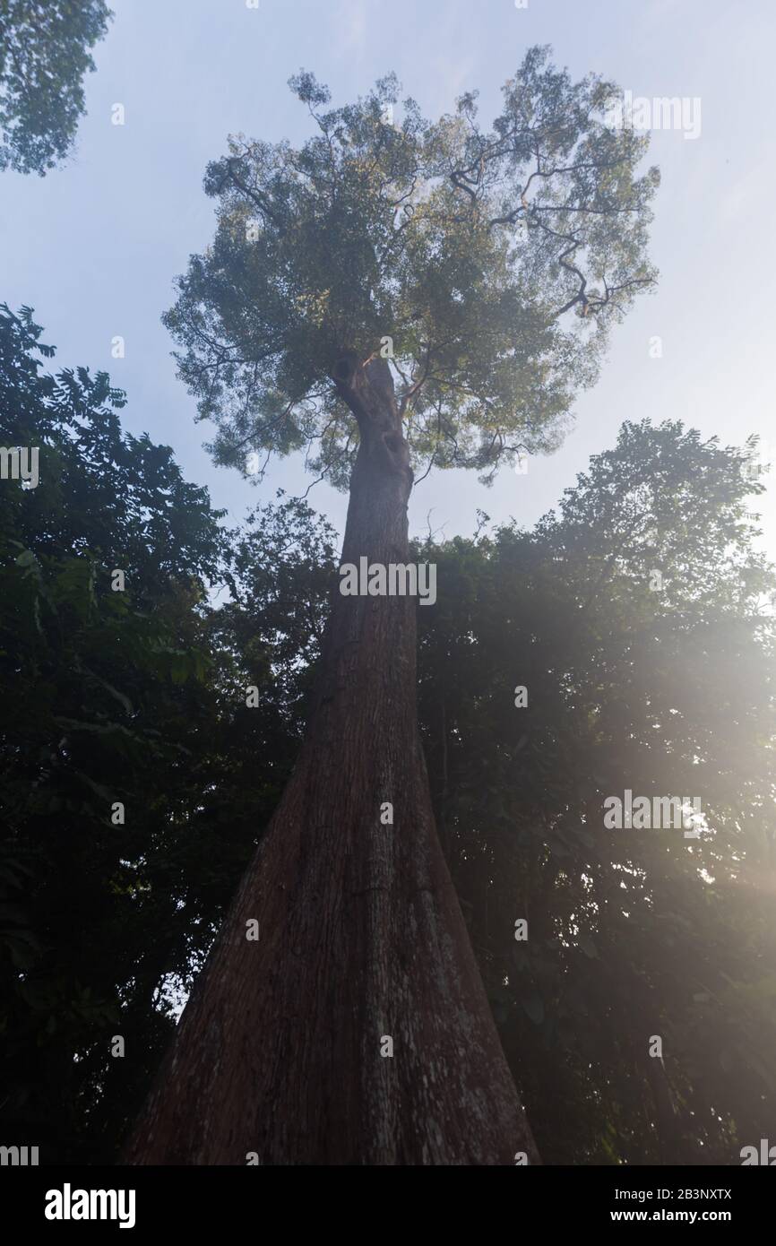 Heritage trees, Singapore Botanic Gardens Stock Photo Alamy