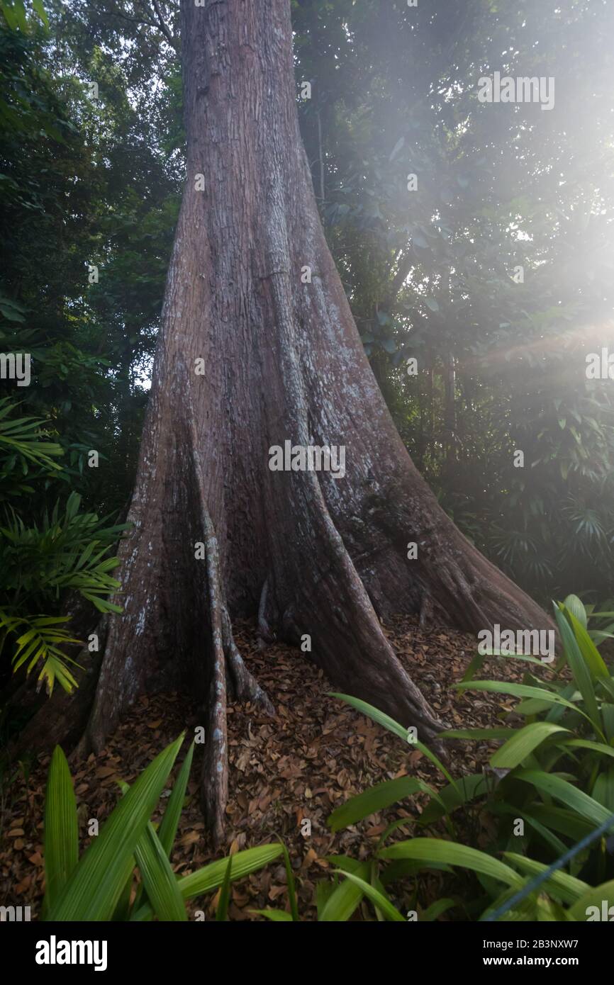 Heritage trees, Singapore Botanic Gardens Stock Photo Alamy