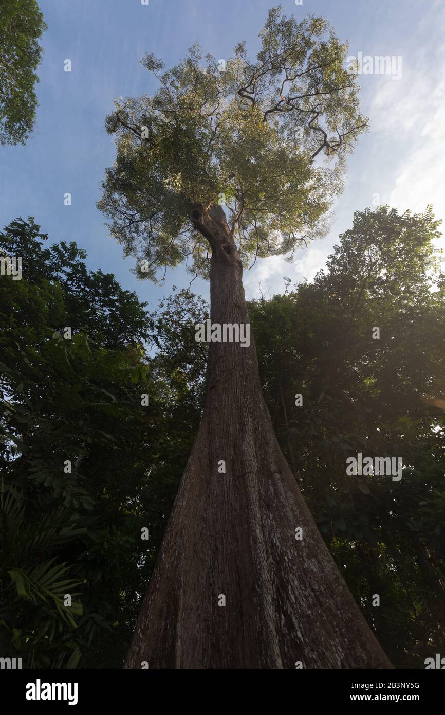Heritage trees, Singapore Botanic Gardens Stock Photo Alamy