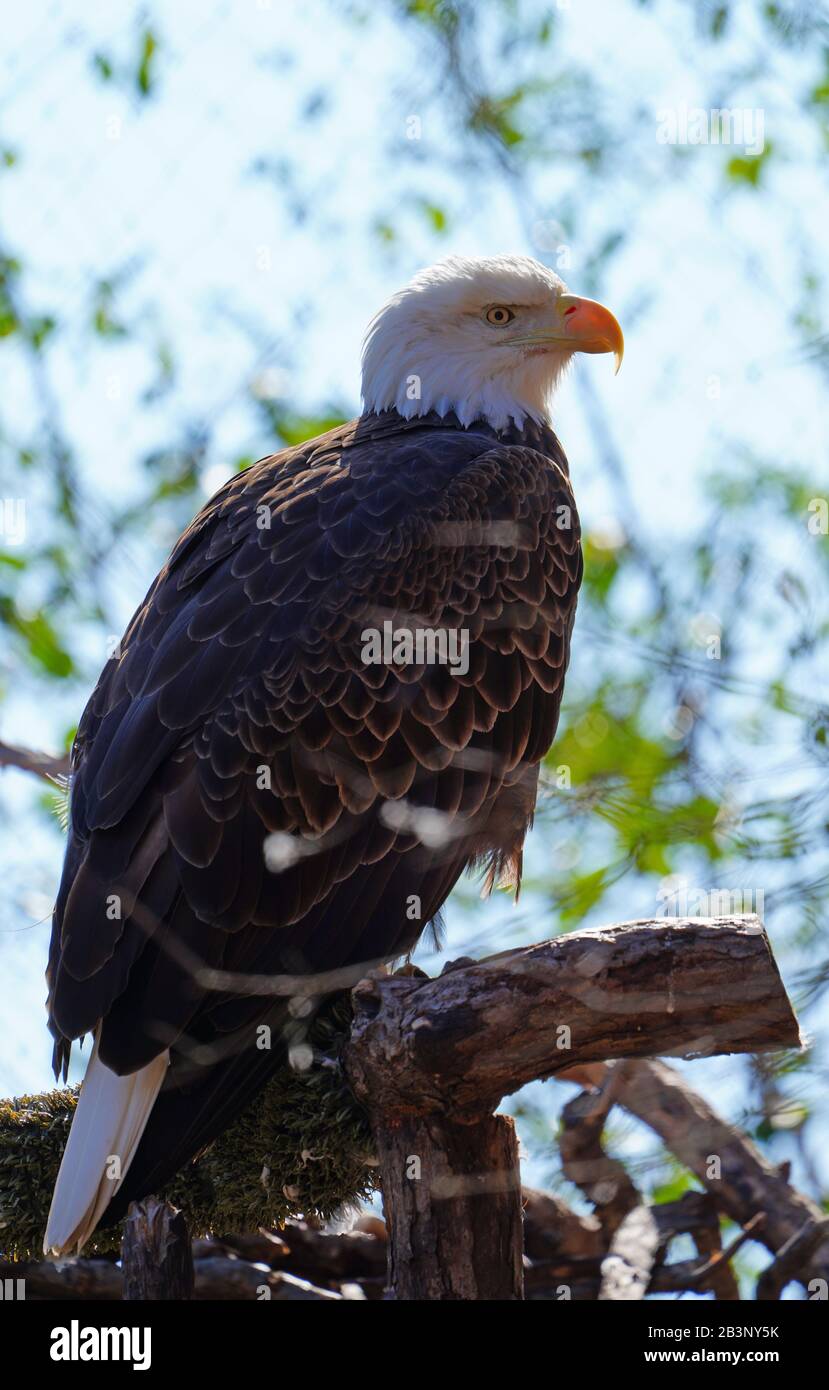 American black and white bald eagle Stock Photo - Alamy