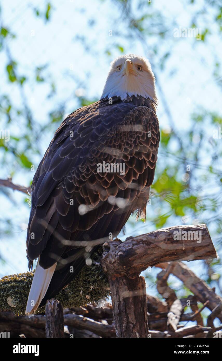 American black and white bald eagle Stock Photo - Alamy